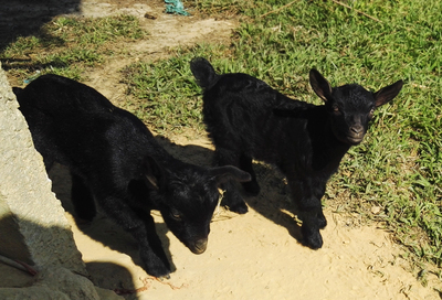 钜园农业黑山羊引湛江雷州黑山羊为种苗,农场自建有山羊繁育中心